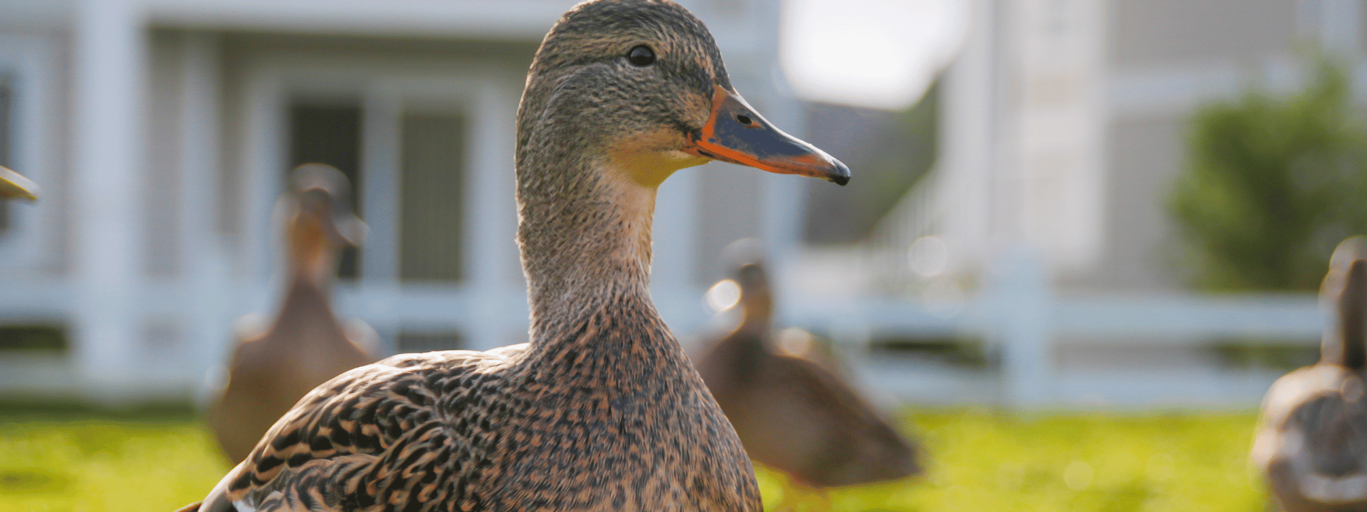 where to feed the ducks in brisbane